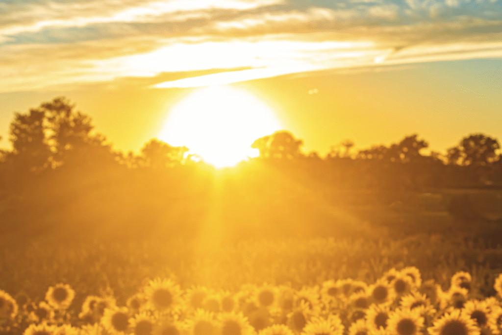https://voiceofindia.digital/healing power of sunlight